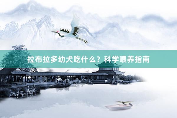 拉布拉多幼犬吃什么？科学喂养指南